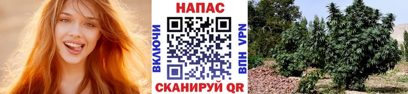 Шишки марихуана Ganja  Шумиха 